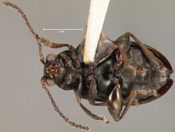 Media type: image;   Entomology 25031 Aspect: habitus ventral view